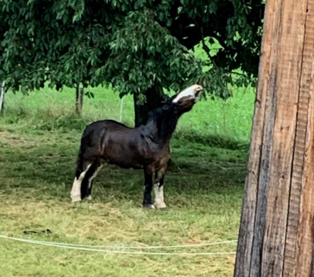 Au Pre Des Chevaux Panzió Chateau-d'Oex Kültér fotó